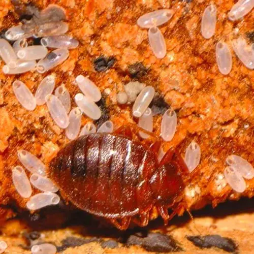 Polti Cime Eradicator Plus disinfestazione vapore per cimici da letto e virus
