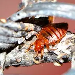 Polti Cimex Eradicator Plus sanificazione e disinfezione cimici