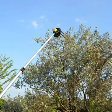 Volpi Giulivo Plus 705XL - Abbacchiatore semi-professionalea Batteria 12 V