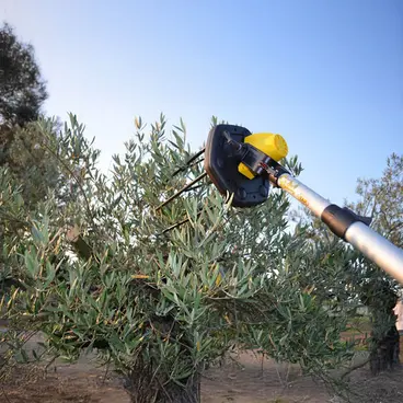 Volpi Giulivo Plus 705XL - Abbacchiatore semi-professionalea Batteria 12 V
