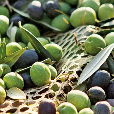 Volpi Olytech Super Power 555L - Scuotiore Olive Professionale 12/24 V