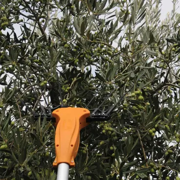 Volpi Olytech abbacchiatore olive